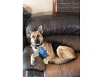 Adopt Rowdy a Brown/Chocolate - with Black German Shepherd Dog / Mixed dog in