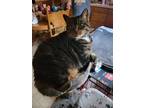 Adopt Hazel a Tiger Striped Domestic Shorthair / Mixed (short coat) cat in