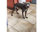 Adopt Oren a Gray/Blue/Silver/Salt & Pepper Mixed Breed (Large) / Mixed dog in