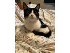 Adopt Lani a Black & White or Tuxedo Domestic Shorthair / Mixed (short coat) cat