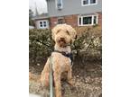 Adopt Cyrus a Red/Golden/Orange/Chestnut - with White Labradoodle / Mixed dog in