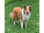 Adopt Thor a Red/Golden/Orange/Chestnut - with White Collie / Mixed dog in
