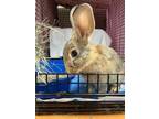 Adopt Dove a Chocolate Other/Unknown / Other/Unknown / Mixed rabbit in Montreal