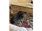 Adopt Vinny a Gray or Blue Chartreux / Mixed (short coat) cat in Studio City