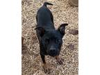 Adopt Lanie a Black - with Tan, Yellow or Fawn Boxer / Hound (Unknown Type) /