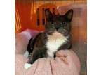 Adopt Pandora a Black & White or Tuxedo Domestic Shorthair (short coat) cat in