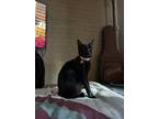 Adopt Melody a Black (Mostly) Domestic Shorthair / Mixed (short coat) cat in