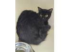 Adopt Hazel a Domestic Mediumhair / Mixed (medium coat) cat in Highland Village