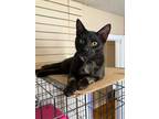 Adopt Ozzie a Domestic Shorthair / Mixed (short coat) cat in Richland Hills