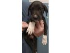 Adopt Tex a Labrador Retriever / Mixed Breed (Medium) / Mixed dog in Brownwood