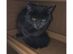 Adopt Mickey a Gray or Blue Domestic Mediumhair (medium coat) cat in