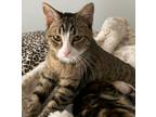 Adopt Katie a Domestic Shorthair / Mixed (short coat) cat in San Jacinto