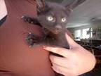 Adopt Trick a Domestic Shorthair / Mixed (short coat) cat in PAHRUMP