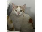 Adopt Sophie a Domestic Shorthair / Mixed (short coat) cat in Pittsfield