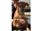 Adopt Chiko a Mixed Breed (Medium) / Mixed dog in Killen, AL (41229755)