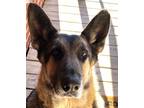 Adopt Oscar (CP) a German Shepherd Dog / Mixed dog in Dallas, TX (41236457)