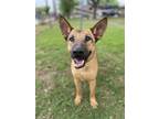 Adopt Morty a Tan/Yellow/Fawn - with Black Shepherd (Unknown Type) dog in