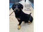 Adopt Smitty a Black - with Tan, Yellow or Fawn German Shepherd Dog / Mixed