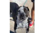 Adopt Astro a Black - with White Hound (Unknown Type) / German Shorthaired