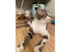 Adopt Christy a Brown Tabby Tabby (medium coat) cat in Westland, MI (40448715)