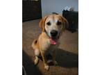 Adopt Toast a Brown/Chocolate - with White Anatolian Shepherd / Mixed dog in