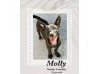 Adopt Molly a Black - with White Dachshund / Shepherd (Unknown Type) dog in