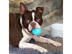 Adopt Phineas Flynn KY3963 a Red/Golden/Orange/Chestnut - with White Boston