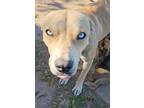 Adopt Hope (SC) a Tan/Yellow/Fawn Mixed Breed (Medium) / Siberian Husky dog in