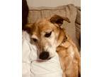 Adopt Ginger a Tricolor (Tan/Brown & Black & White) Mutt / Mixed dog in
