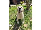 Adopt Jake a Tan/Yellow/Fawn Labrador Retriever dog in Leverett, MA (41236296)