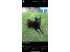 Adopt Mickey a Black German Shepherd Dog / Mixed dog in Cocoa, FL (41236286)