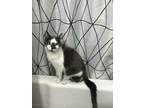 Adopt Sorry a Calico or Dilute Calico American Shorthair / Mixed (short coat)
