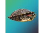 Adopt Radar a Turtle - Water reptile, amphibian, and/or fish in El Cajon