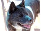 Adopt Gloria a Black Akita dog in Kingman, AZ (41135456)
