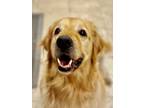 Adopt Beau a Tan/Yellow/Fawn Golden Retriever / Mixed dog in Miami