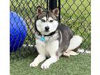 Adopt Gwen a Husky / Mixed dog in Columbia, IL (41066861)