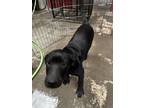 Adopt B.c. Lab Puppies a White Labrador Retriever / Border Collie / Mixed dog in