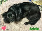 Adopt Addie a Black Cocker Spaniel / Dachshund / Mixed dog in Bensalem