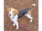 Adopt Maximillion a Tricolor (Tan/Brown & Black & White) Beagle / Rat Terrier /