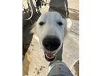 Adopt Cookie a White Great Pyrenees / Mixed dog in Sanger, CA (41236145)