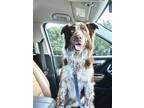 Adopt Rocky a Brown/Chocolate - with White Australian Shepherd / Mixed dog in