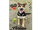 Adopt ATLAS a German Shepherd Dog / Mixed dog in Riverside, CA (41119301)