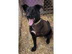 Adopt Tipper a Black Labrador Retriever / Rottweiler / Mixed dog in Meadow Lake