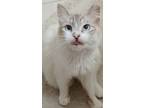 Adopt Pearl a Cream or Ivory Siamese / Domestic Shorthair / Mixed cat in
