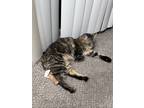 Adopt Lila a Brown or Chocolate RagaMuffin / Mixed (medium coat) cat in Dayton