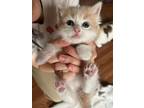 Adopt Spring Kittens a Orange or Red (Mostly) Domestic Shorthair (short coat)
