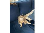 Adopt Mr. K a Gray, Blue or Silver Tabby Tabby / Mixed (short coat) cat in