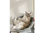 Adopt Tuli a Gray or Blue Domestic Mediumhair / Mixed (medium coat) cat in