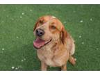 Adopt HweeIn a Red/Golden/Orange/Chestnut - with White Pointer / Mixed dog in