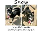 Adopt Snow a Husky / Mixed dog in Albany, GA (41236115)